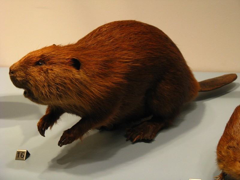 Canadian Beaver