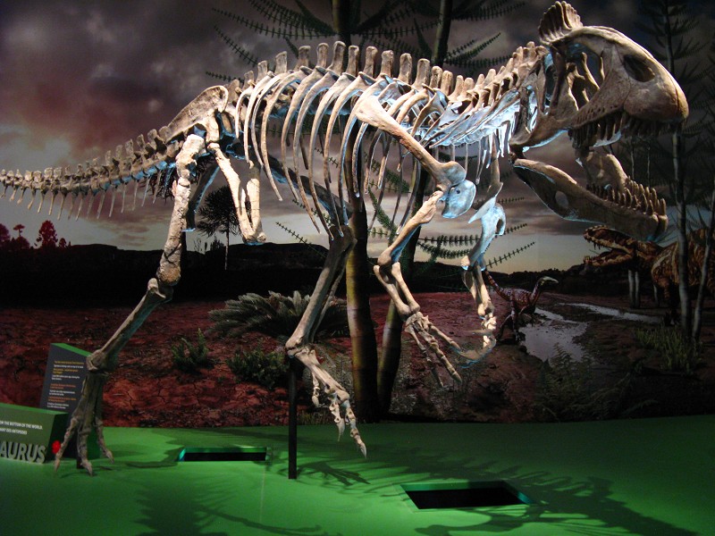 Dinosaur Skeleton