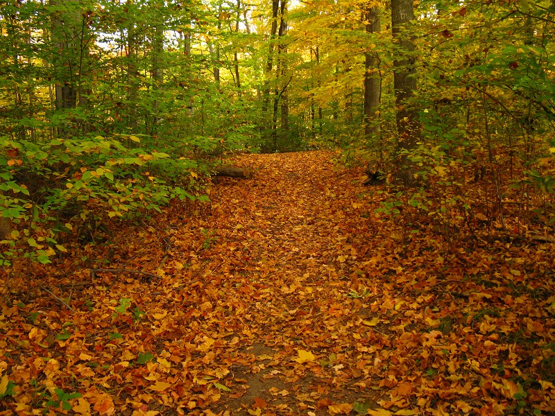 The Woods, Ontario, Canada