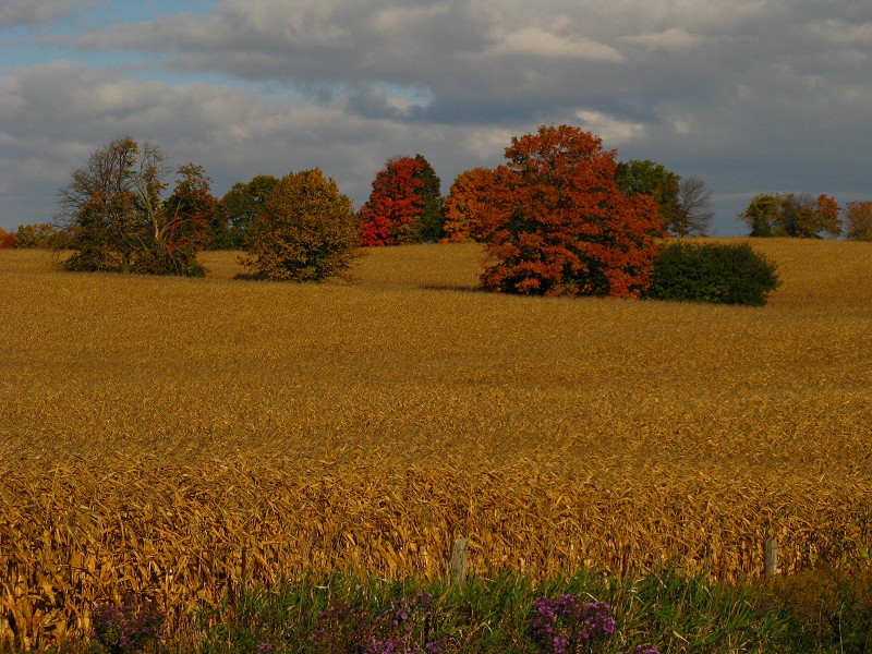 Farm Country, Ontario, Canada