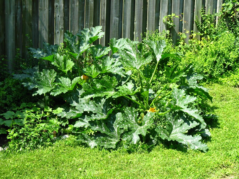 Zucchini plant in our garden, Aug. 2009.