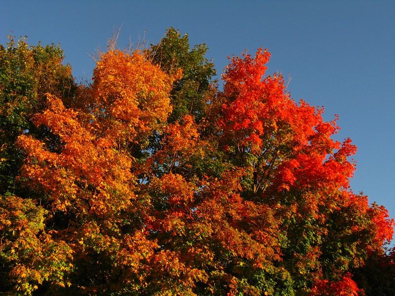 Beautiful morning majesty