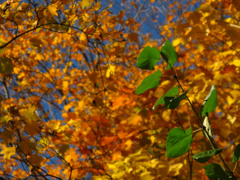 Leaves that have yet to change color
