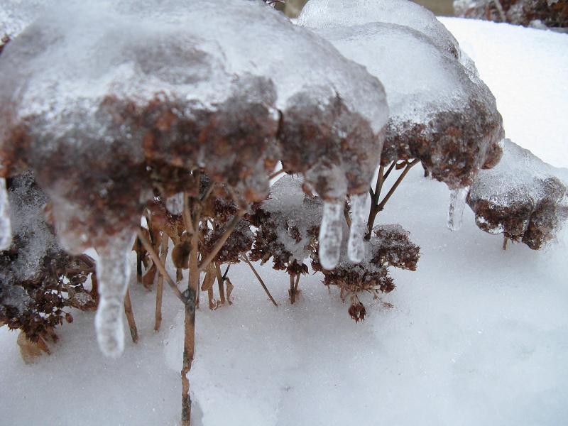 Plants  frozen solid