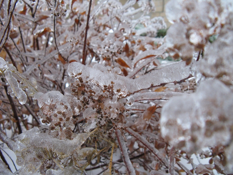 More plants  frozen solid
