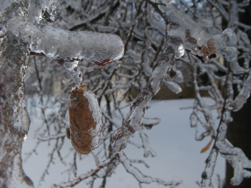A leaf frozen in place