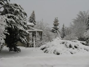 Our neighborhood one morning