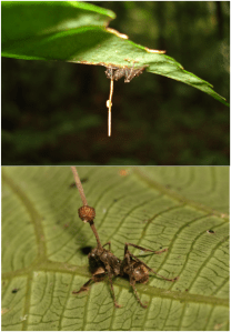 Ophiocordyceps unilateralis [Photo Credit: Used in accordance with the  Creative Commons Attribution 2.5 Generic license]