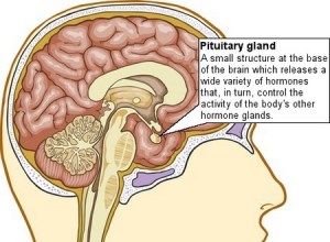 Pituitary Gland.