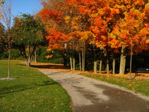 Path leading to the woods.